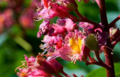 Aesculus x carnea 'Briotii' - jírovec pleťový - květ